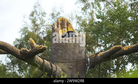 Nahaufnahme von Siamnang Gibbon auf dem Baum im Zoo Stockfoto