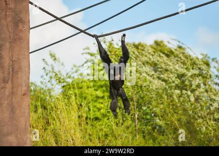 Nahaufnahme von Siamnang Gibbon auf dem Baum im Zoo Stockfoto