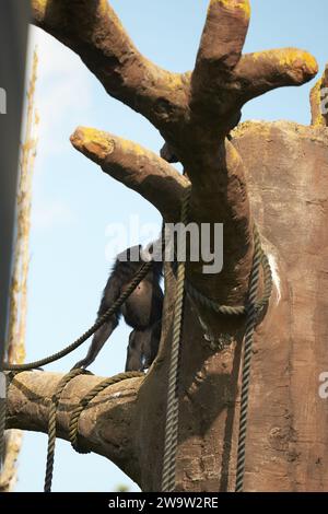 Nahaufnahme von Siamnang Gibbon auf dem Baum im Zoo Stockfoto