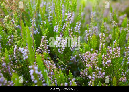 Frische, rosafarbene Heidekraut- oder Calluna vulgaris-Blüten wachsen an einem sonnigen Herbsttag im Freien. Rosa kleine Wildblumen. Stockfoto