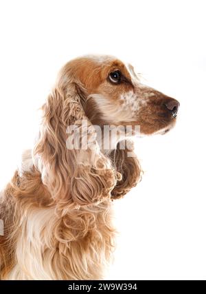 English Cocker Spaniel vor weißem Hintergrund Stockfoto