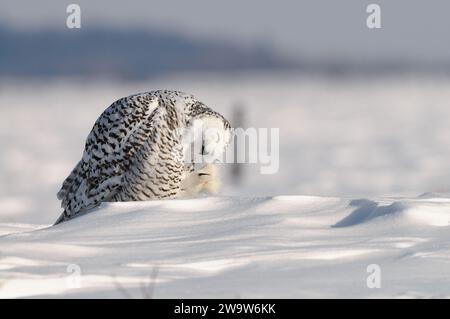 Schneeeule im Winter, die jagt Stockfoto