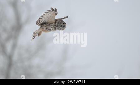 Barred Owl auf dem Flug zur Jagd Stockfoto