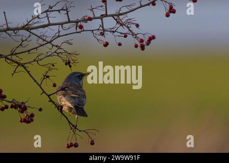 Ein Feldweg (Turdus pilaris), der in einem Beerenstrauch in der Sonne am späten Nachmittag sitzt Stockfoto