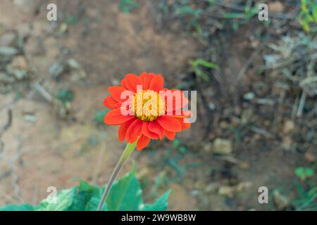 Geschlossene rote mexikanische Sonnenblume, rote gelbe Blume blüht hell schön in verschwommenem grünen Blatthintergrund. Die rote Sonnenblume Stockfoto