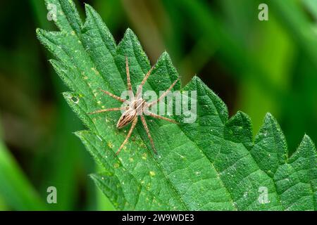 Baumschule Webspinne (Pisaura mirabilis) ein gewöhnliches Garten- und Wieseninsekt, Stockfotobild Stockfoto