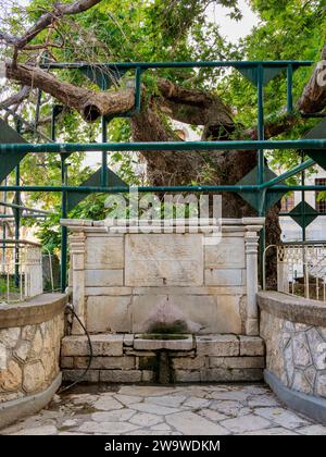 Platane Baum von Hippokrates, Platia Platanou, Stadt Kos, Insel Kos, Dodekanese, Griechenland Stockfoto