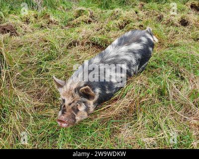 Kunekune-Schwein eine eine kleine Haustierrasse aus Neuseeland, die manchmal als Haustier gehalten wird, Stockfotobild Stockfoto