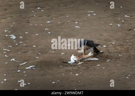 Peregrine Falke (falco peregrinus) Raubvogel, der einen kleinen Egret (Egretta garzetta) füttert, Stockfoto Stockfoto