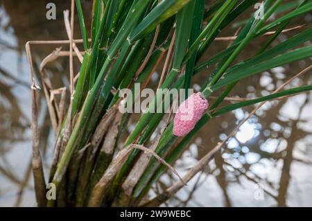 Apfelschneckeneier auf einem Reisstamm, pomacea insularum, Ebro Delta, Katalonien, Spanien Stockfoto