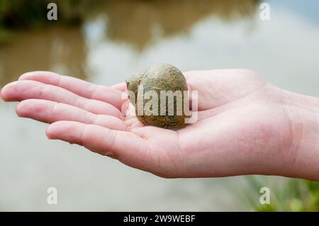 Nahaufnahme, Apfelschnecke, pomacea insularum, zur Hand. Ebro-Delta, Katalonien,. Spanien Stockfoto