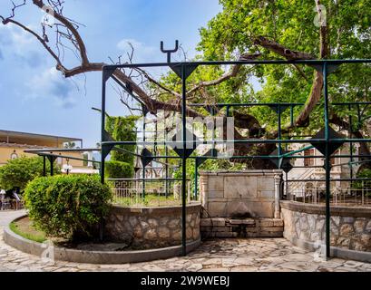 Platane Baum von Hippokrates, Platia Platanou, Stadt Kos, Insel Kos, Dodekanese, Griechenland Stockfoto