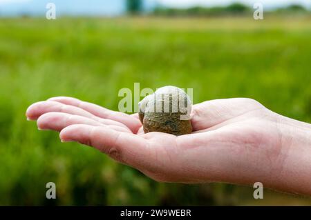 Nahaufnahme, Apfelschnecke, pomacea insularum, zur Hand. Ebro-Delta, Katalonien,. Spanien Stockfoto