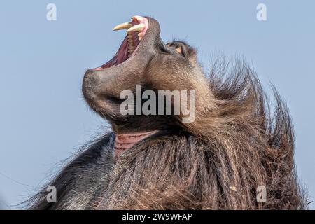 Nahaufnahme eines männlichen Gelada-Affen (Theropithecus gelada) in den Bergen von Simien, Äthiopien Stockfoto