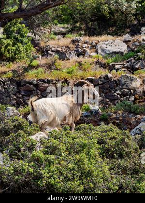 Ziege auf der Insel Nisyros, Dodekanese, Griechenland Stockfoto