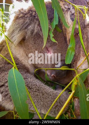 Nahaufnahme eines schlafenden australischen Koalas (Phascolarctos cinereus). Der Koala ist ein arboreales pflanzenfressenes Beuteltier, das in Australien beheimatet ist Stockfoto