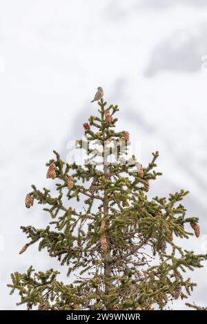 Kreuzschnabel (loxia curvirostra) auf der Spitze eines Nadelbaums in der Dolomitengebirgsregion Italiens. Verschneite Bergkulisse Stockfoto