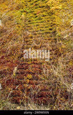 Die Spuren eines Geländefahrzeugs auf dem Sphagnum Hochmoor. Diese Spur wächst seit Jahren nicht mehr. Schutz von Sümpfen, weil Sümpfe, aber nicht davor Stockfoto