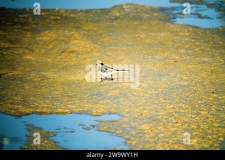 Der weiße Bachstelz ernährt sich von Fliegen auf einem Teppich aus grünen Fadenalgen. Eutrophierung eines Reservoir. Am Anfang der biologischen Verschmutzung gibt es das Stockfoto