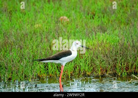 Die Schwarzflügelstelze (Himantopus himantopus) ernährt sich von der Salzwiese. Porträt im nördlichen Schwarzen Meer. Marsh samphire (Salicornia europaea) Stockfoto