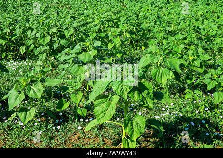 Bindweed ist ein schädliches Unkraut in Anbauflächen (Ackerunkraut). Europäischer Glorybind (Convolvulus arvensis) auf einem Sonnenblumenfeld Stockfoto