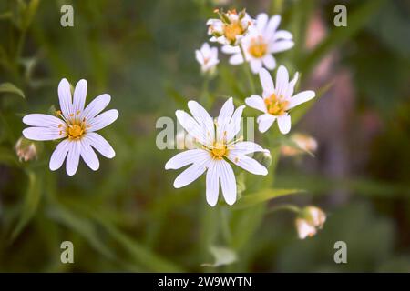 Stellaria Holostea. Zarte Waldblumen des Kichergrases, Stellaria holostea oder echte Sternmiere. blumenhintergrund. Weiße Blüten auf einem natürlichen Stockfoto