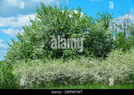 Schwarzdorn (Prunus spinosa) thornbusch. Blühender wilder Apfelbaum im Hintergrund. Waldsteppe mit blühenden Wildobsthühlen. Art der Biokenosi Stockfoto