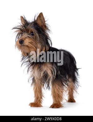 Süßer kleiner schwarzer und brauner Yorkshire Terrier-Hündchen, diagonal stehend. Von der Kamera wegschauen. Isoliert auf weißem Hintergrund. Stockfoto