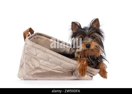 Niedlicher kleiner schwarzer und brauner Yorkshire Terrier Hündchen, der sich in Samtkorb mit Pfoten am Rand legt. Blick auf die Kamera. Isoliert auf einem weißen bac Stockfoto