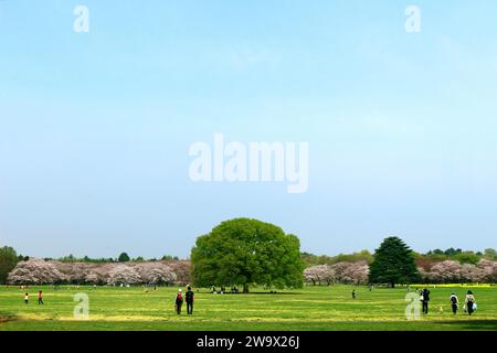 Das tägliche Leben in Japan Menschen genießen die Kirschblüten in einem Frühlingspark, in dem Kirschblüten blühen Stockfoto