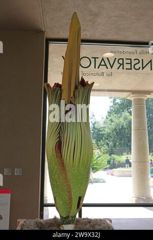 Nahaufnahme eines riesigen Titan Arum, Corpse Flower, der sich bereit macht, im Rose Hills Foundation Conservatory in den Huntington Botanical Gardens zu blühen Stockfoto