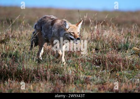 Kojoten wandern auf einer Wiese in den Rocky Mountains von Colorado Stockfoto