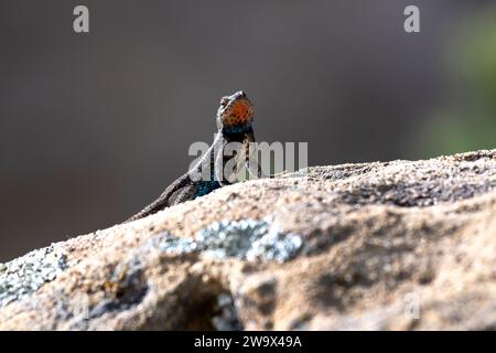 WESTERN Sagebrush Lizard klettert auf einem Moosfelsen in der Sonne Stockfoto