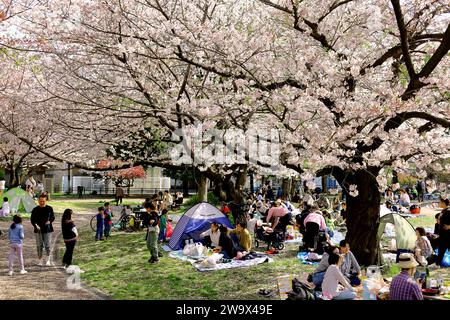 1. April 2023 Kawasaki City, Präfektur Kanagawa, JapanMinamikawara Park in Saiwai Ward ist voll von Menschen, die im Frühjahr Kirschblüten beobachten. Stockfoto