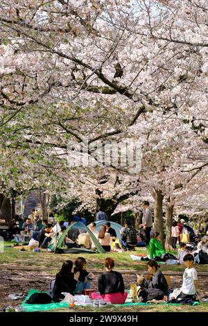 1. April 2023 Kawasaki City, Präfektur Kanagawa, JapanMinamikawara Park in Saiwai Ward ist voll von Menschen, die im Frühjahr Kirschblüten beobachten. Stockfoto