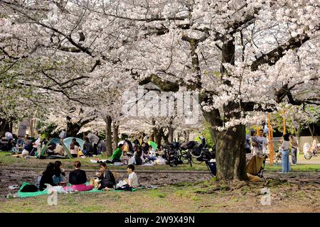 1. April 2023 Kawasaki City, Präfektur Kanagawa, JapanMinamikawara Park in Saiwai Ward ist voll von Menschen, die im Frühjahr Kirschblüten beobachten. Stockfoto