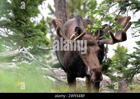 Bulle Elch mit Samtgeweih, der in Tannen läuft Stockfoto