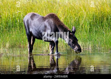 Junge Elche stehen in einem Teich nahe einer Wiese im Sommer an einem sonnigen Morgen Stockfoto