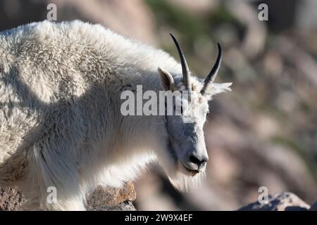 Mountain Goat steht auf Felsen in den Rocky Mountains von Colorado Stockfoto