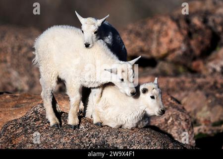 Baby Mountain Ziegen stehen an einem sonnigen Morgen auf Felsen Stockfoto