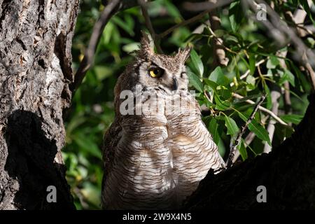 Die Großhorneule sitzt auf einem Baum in den Rocky Mountains von Colorado Stockfoto