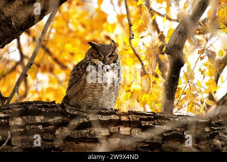 Die Großhorneule sitzt auf einem Baum in den Rocky Mountains von Colorado Stockfoto