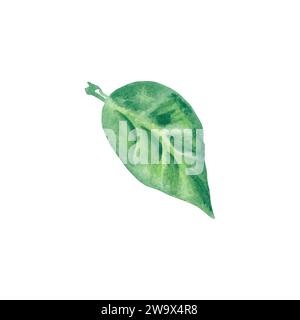 Aquarellfarben Avocadoblatt handspitz im botanischen Stil. Isolierte Illustration in weißem Hintergrund für Designmenü, Karte, Hintergrundbild, Sammelalbum Stockfoto