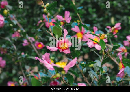 Eine Menge rosa Kamelienblüten in voller Blüte wachsen auf einem Busch im Frühlingsgarten. Sommergarten. Postkarte mit Blumenmuster. Die Blüte der Camellia Japonica. Stockfoto