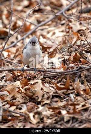 Baeolophus bicolor, die getuftete Titmaus, bringt lebendige Energie in die nordamerikanischen Wälder. Mit seinem unverwechselbaren Wappen und seinem fröhlichen Auftreten ist dieses kleine Stockfoto