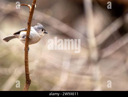 Baeolophus bicolor, die getuftete Titmaus, bringt lebendige Energie in die nordamerikanischen Wälder. Mit seinem unverwechselbaren Wappen und seinem fröhlichen Auftreten ist dieses kleine Stockfoto