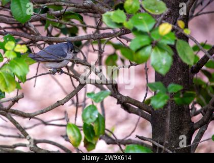 Baeolophus bicolor, die getuftete Titmaus, bringt lebendige Energie in die nordamerikanischen Wälder. Mit seinem unverwechselbaren Wappen und seinem fröhlichen Auftreten ist dieses kleine Stockfoto