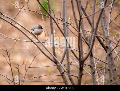 Baeolophus bicolor, die getuftete Titmaus, bringt lebendige Energie in die nordamerikanischen Wälder. Mit seinem unverwechselbaren Wappen und seinem fröhlichen Auftreten ist dieses kleine Stockfoto