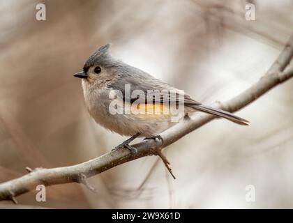 Baeolophus bicolor, die getuftete Titmaus, bringt lebendige Energie in die nordamerikanischen Wälder. Mit seinem unverwechselbaren Wappen und seinem fröhlichen Auftreten ist dieses kleine Stockfoto