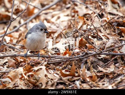 Baeolophus bicolor, die getuftete Titmaus, bringt lebendige Energie in die nordamerikanischen Wälder. Mit seinem unverwechselbaren Wappen und seinem fröhlichen Auftreten ist dieses kleine Stockfoto